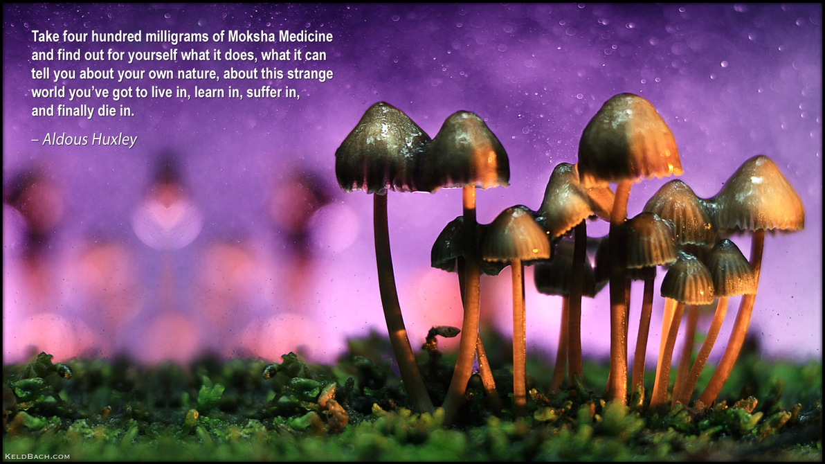 Magic Mushrooms
