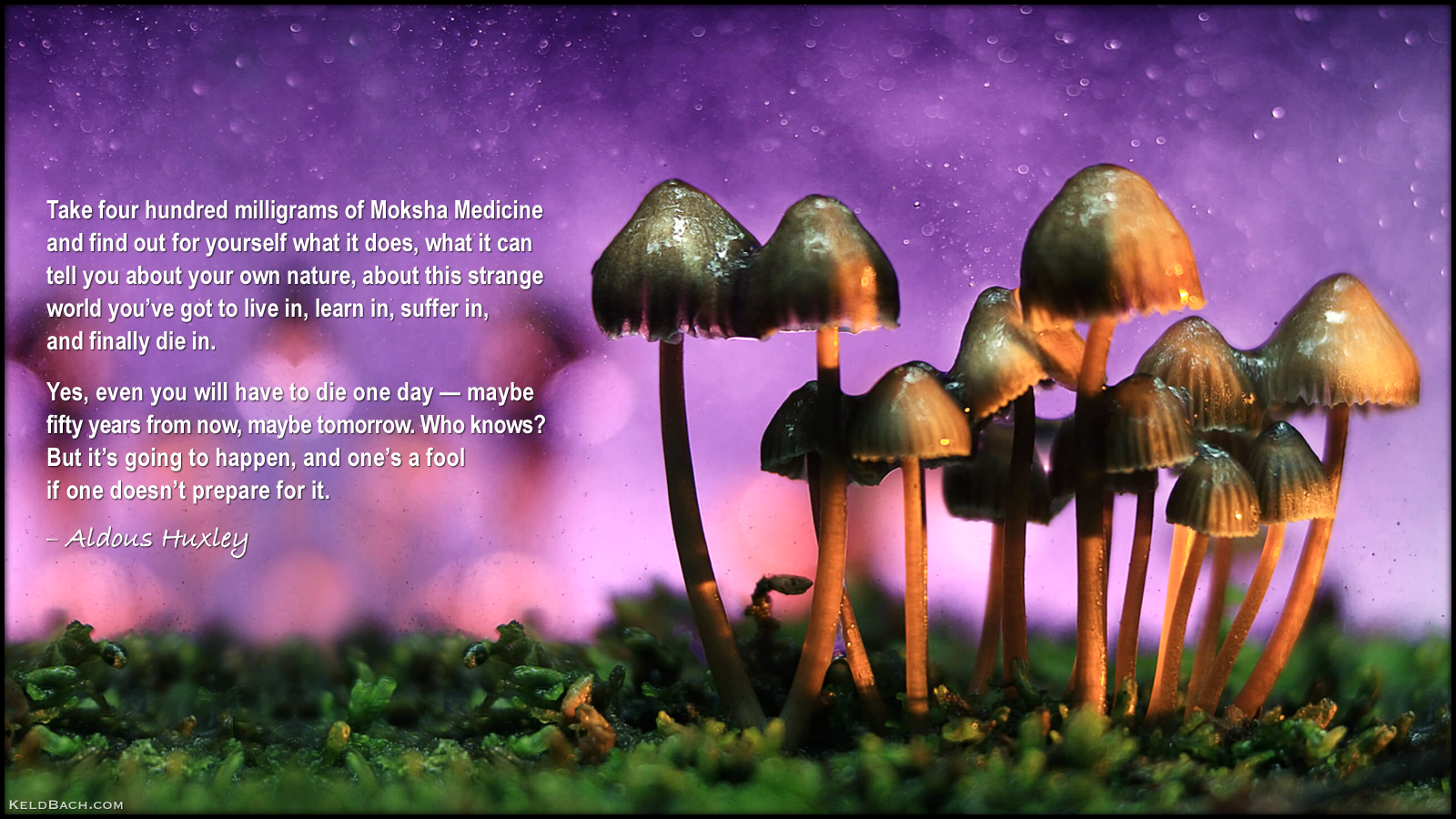 Magic Mushrooms