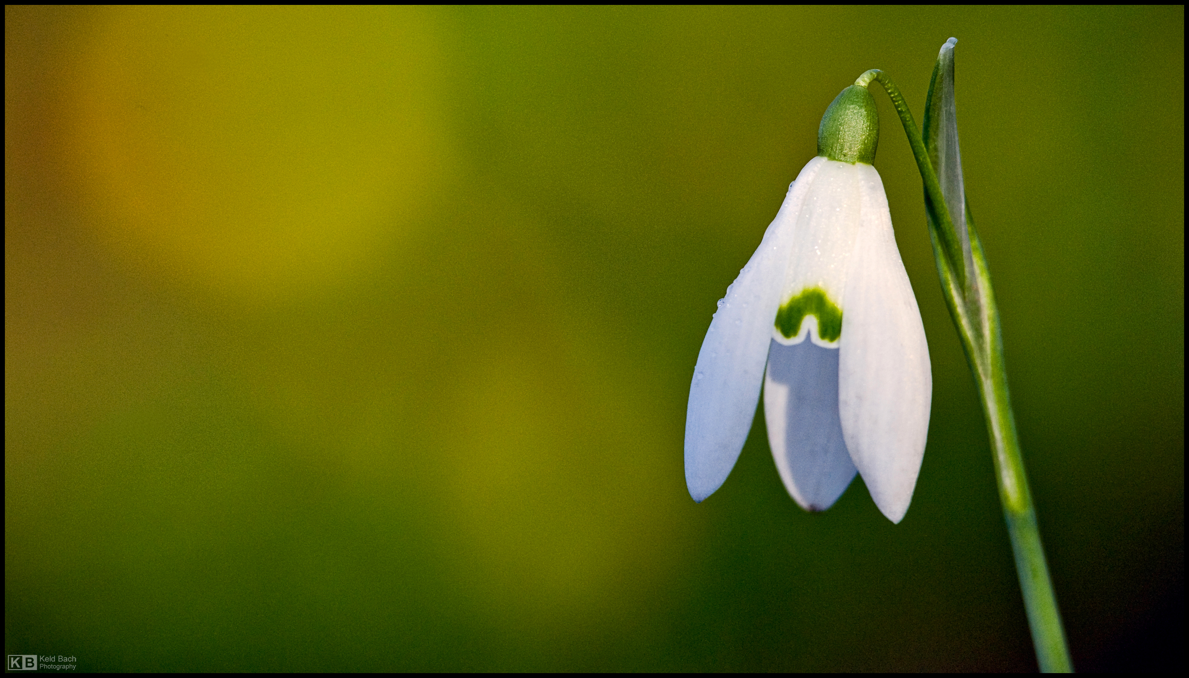 Springtime in Winter