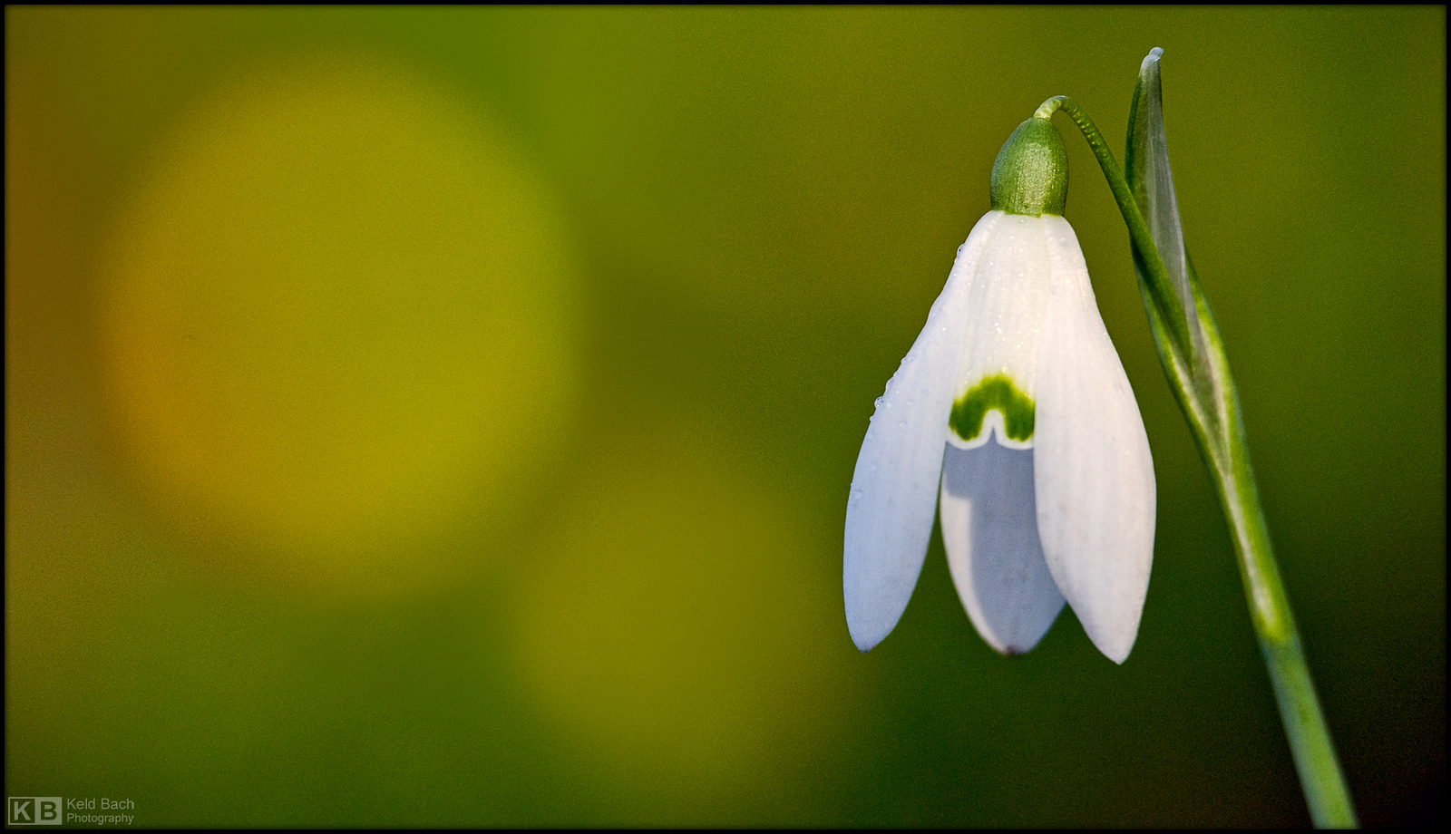 Springtime in Winter