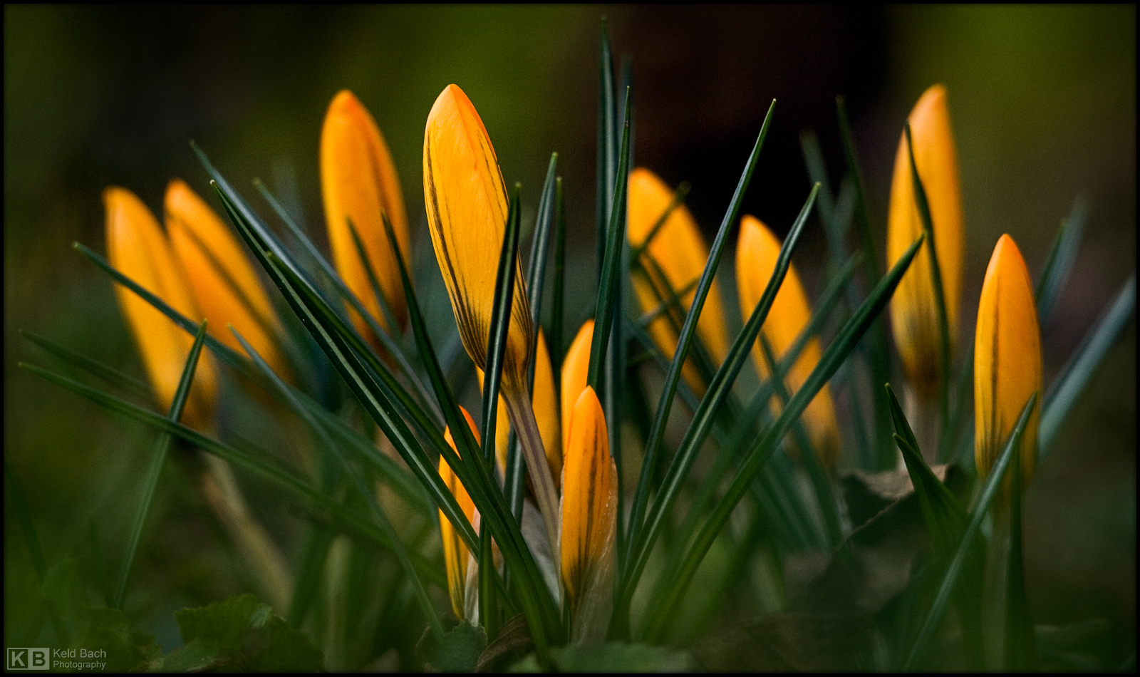 Time for the Crocuses