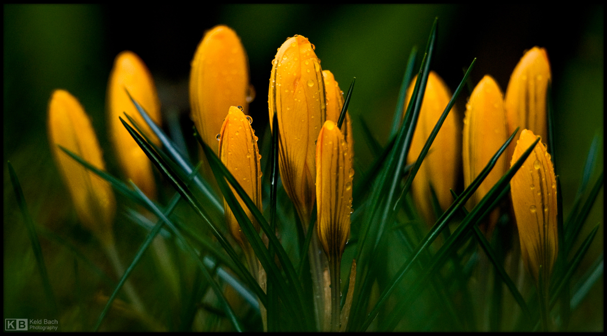 Time for the Crocuses