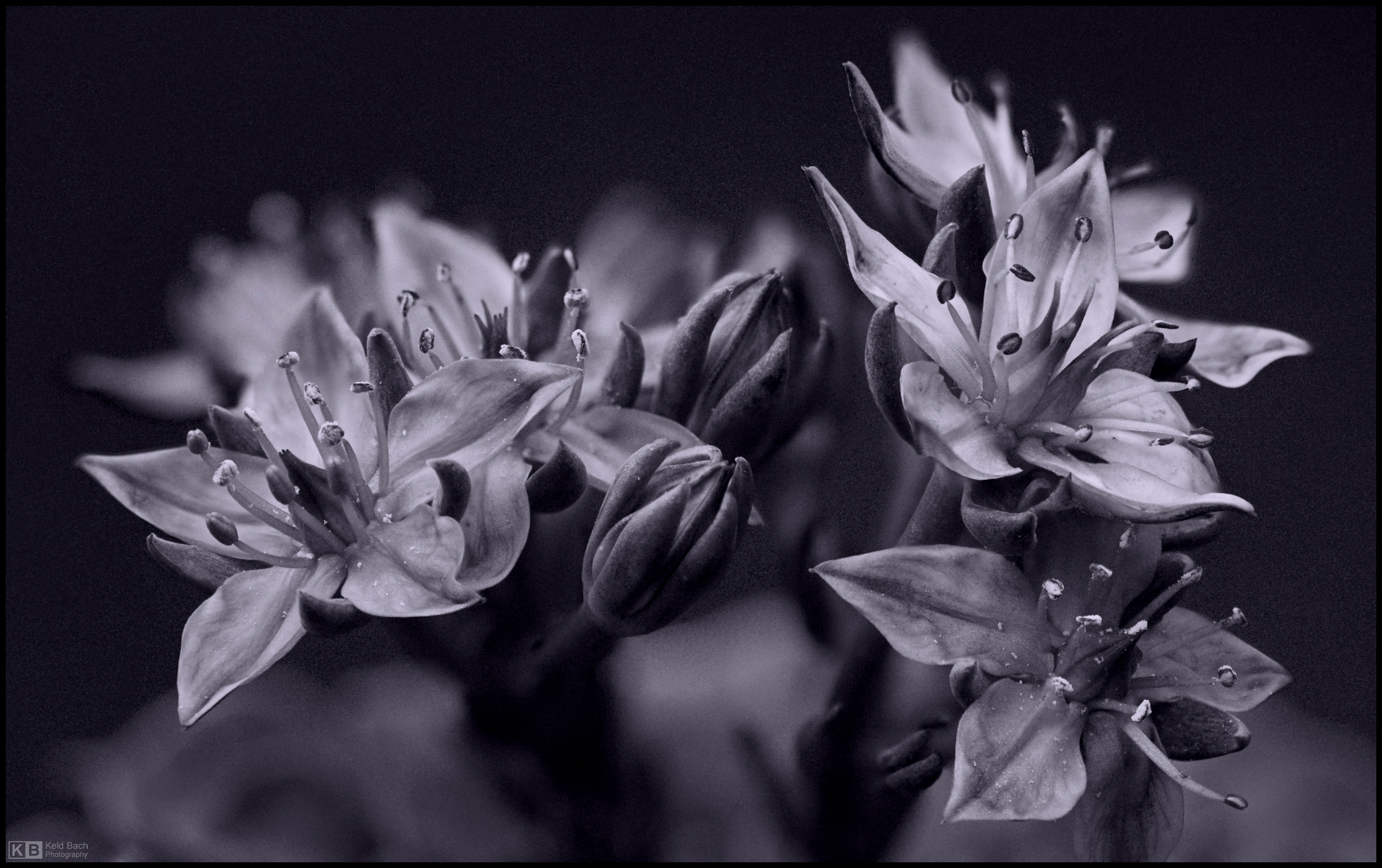 Mexican Delight in Mono