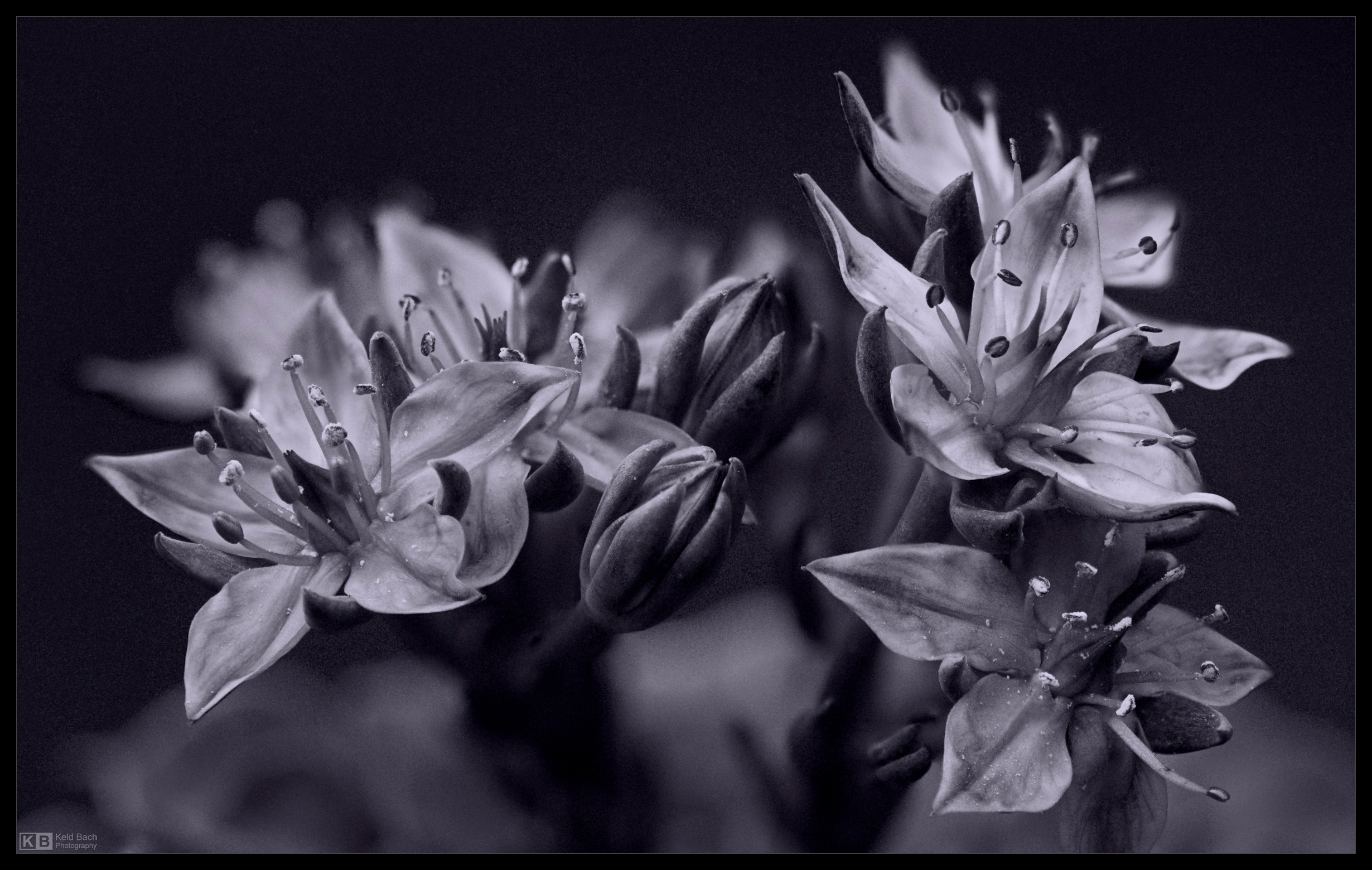 Mexican Delight in Mono