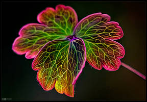 Withering Aquilegia Leaf by KeldBach