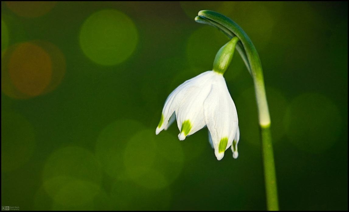 Time for the Snowflakes