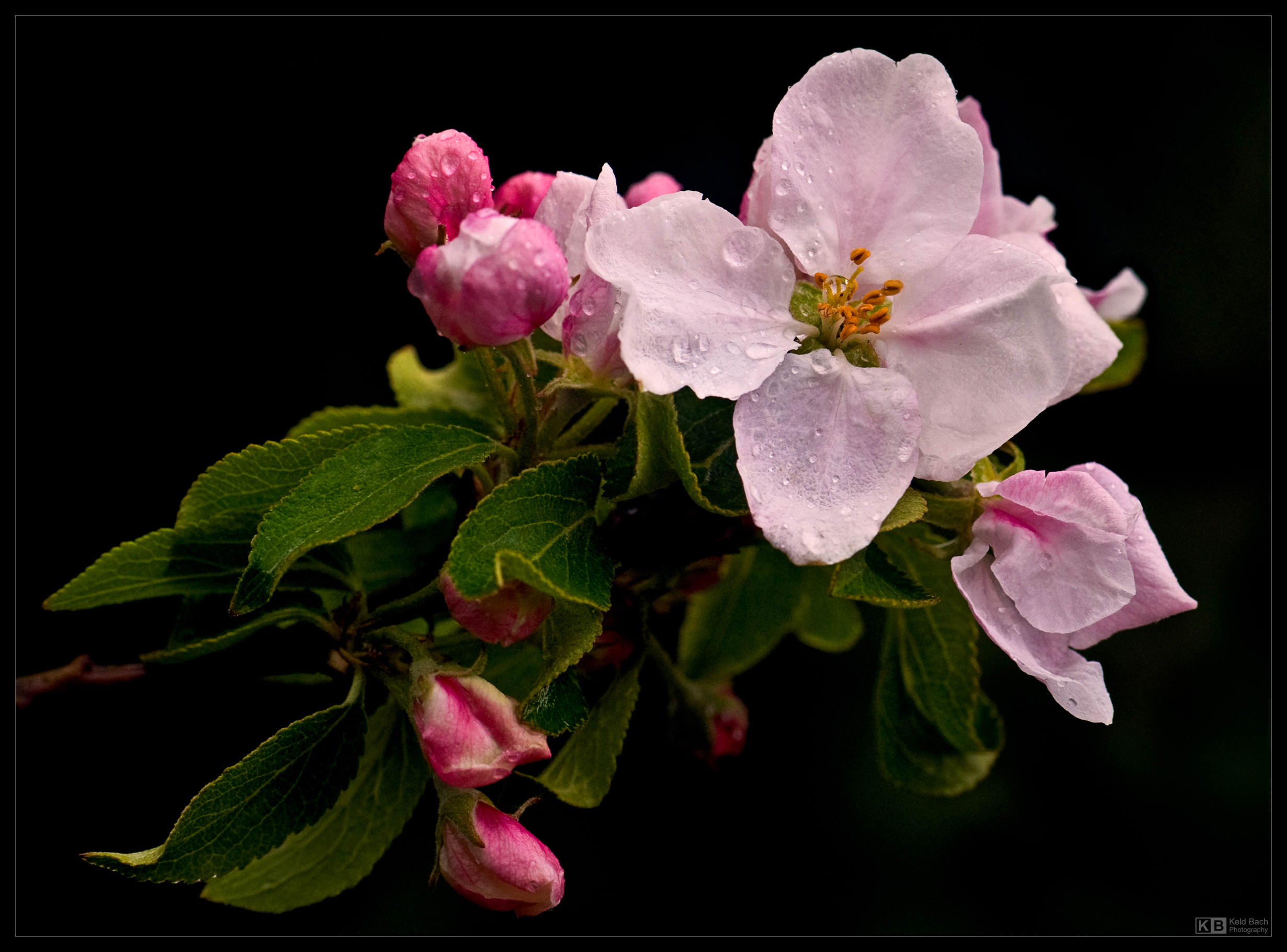 Wet Apple Blossom