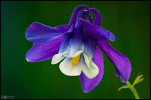 Deep Purple Aquilegia