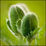 Giant Poppy Buds