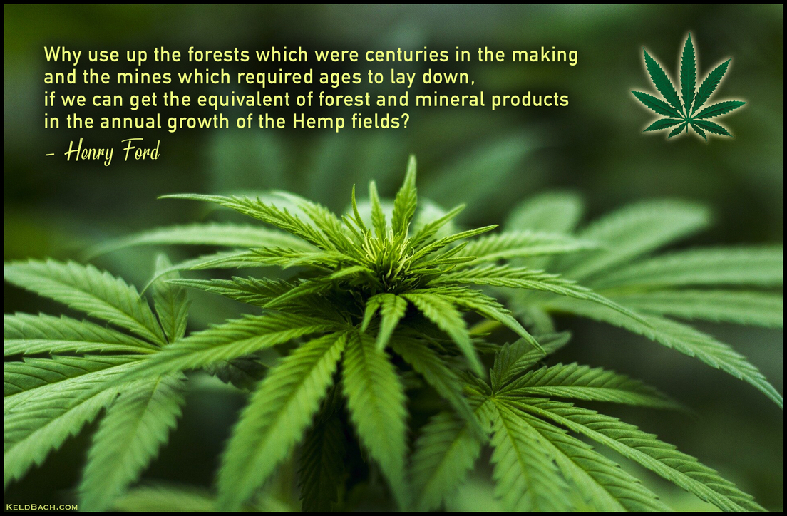 Save the Trees - Grow Hemp