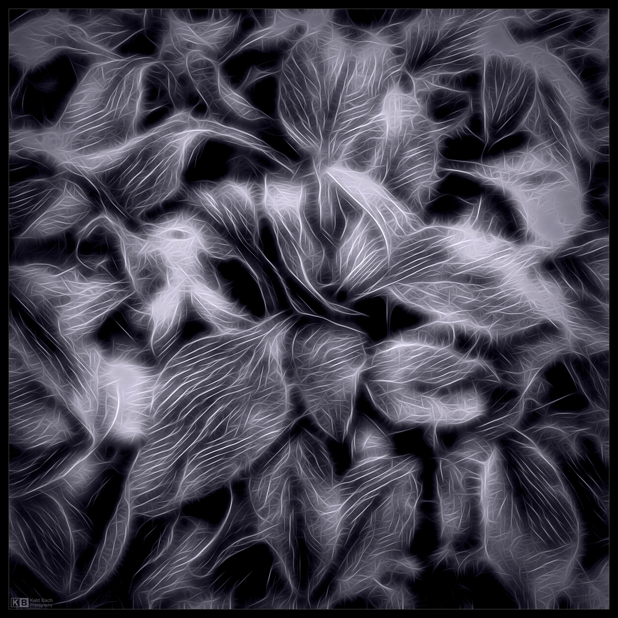 Radiant Frosty Leaves in Mono