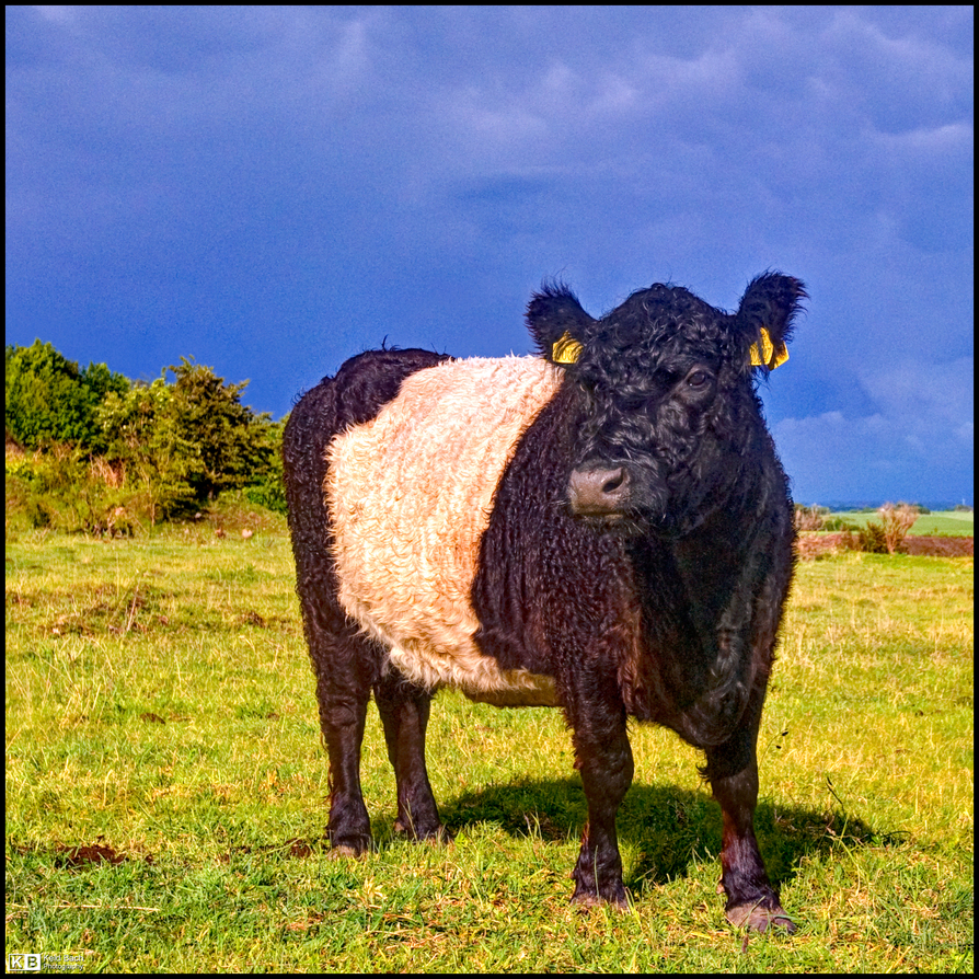 Mr. Galloway in Square