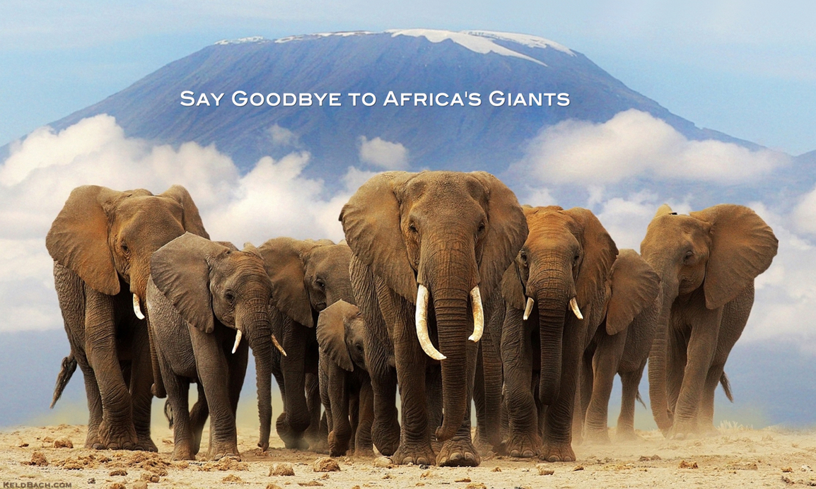 Say Goodbye to Africa's Giants