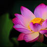 Pink and Yellow Lotus Flower