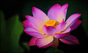 Pink and Yellow Lotus Flower