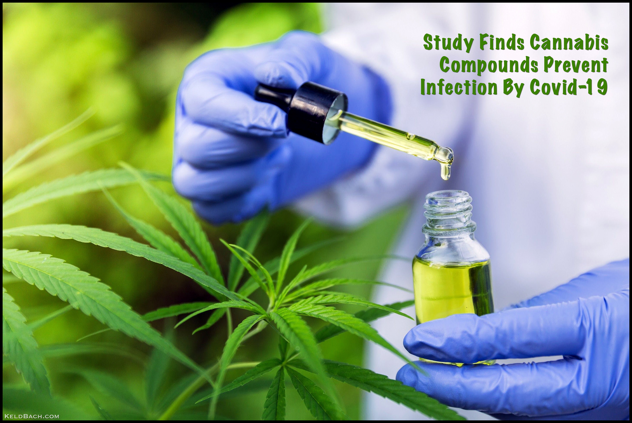 Cannabis Against Covid-19