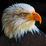 White-Headed Eagle
