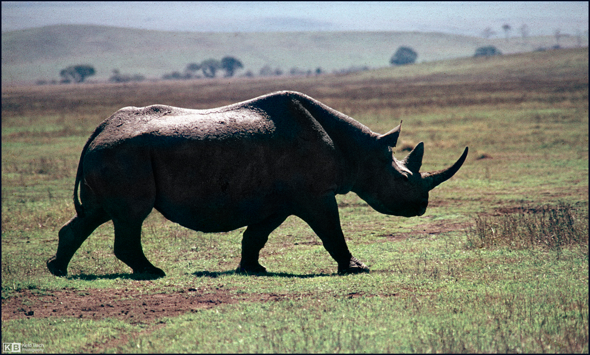 Black Rhino