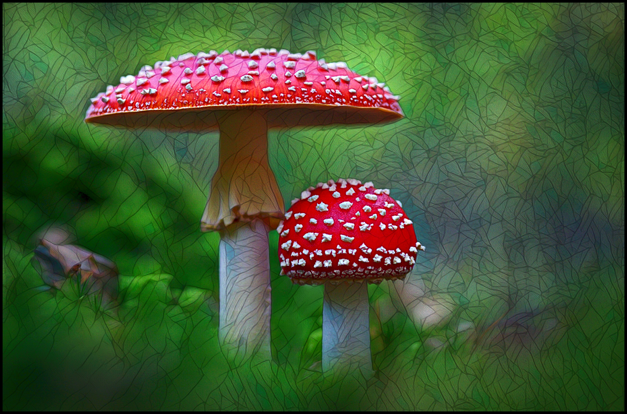 Fly Agarics in Stained Glass