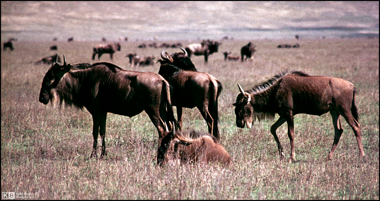 Herd of Wildebeests
