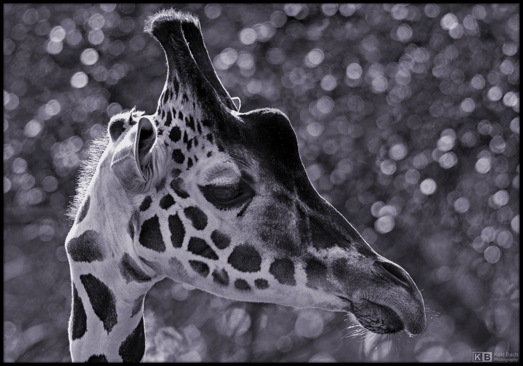 Reflective in Mono