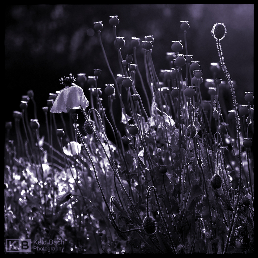 After the Rain in Mono