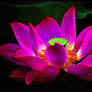 Dewy Lotus Flower