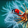 Adventurous Ladybird