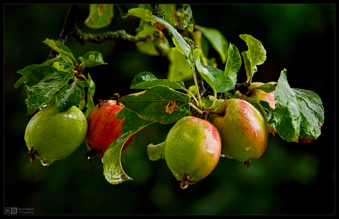 Apples in the Rain