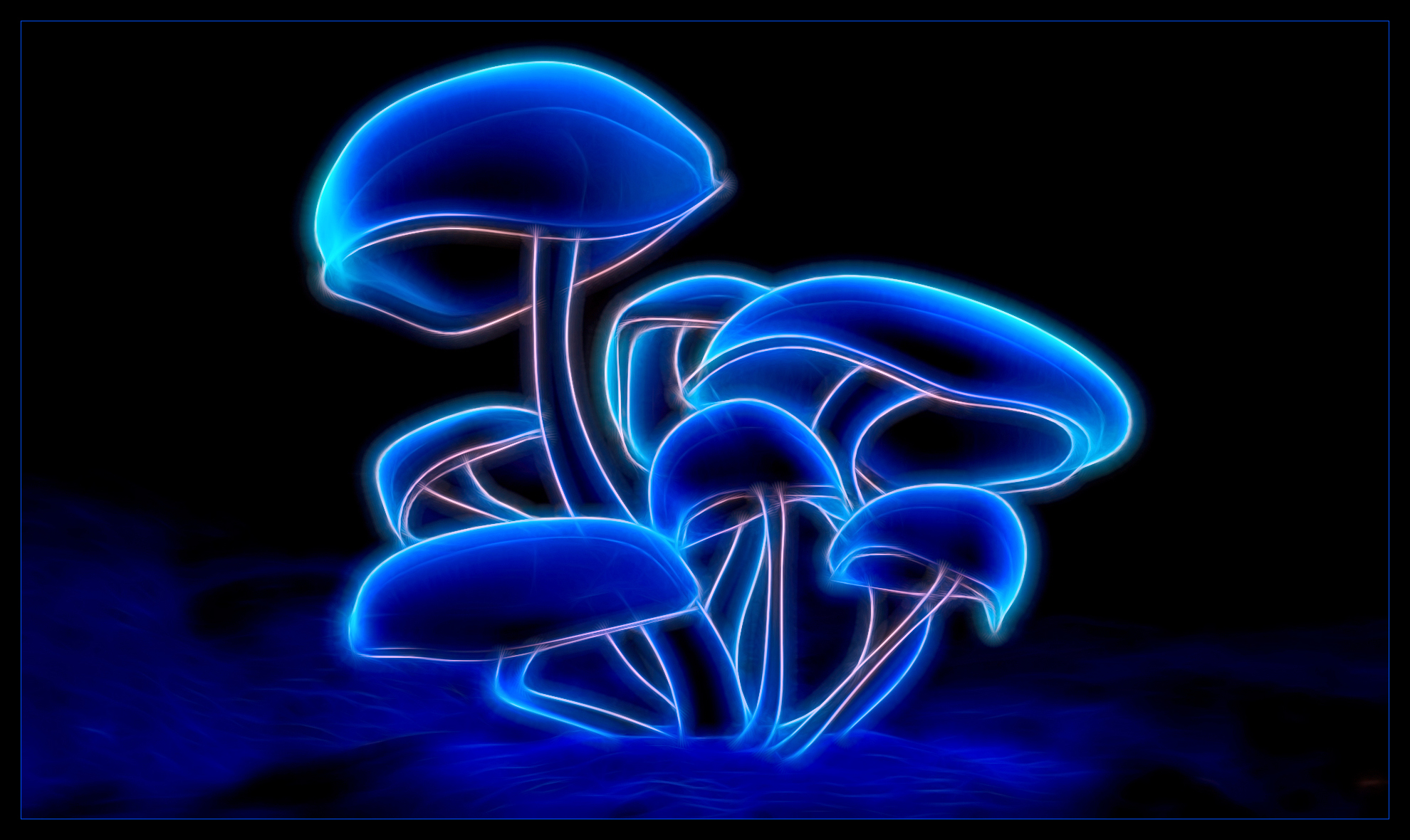 Magical Mystery Mushrooms