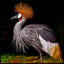 Crested Crane