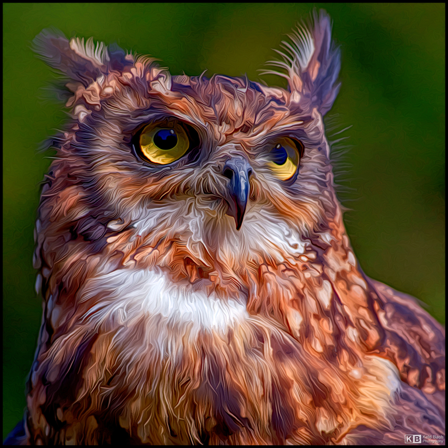 Painterly Owl Portrait