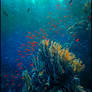 Painterly Coral Reef