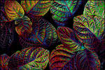 Colourful Net Leaves by KeldBach