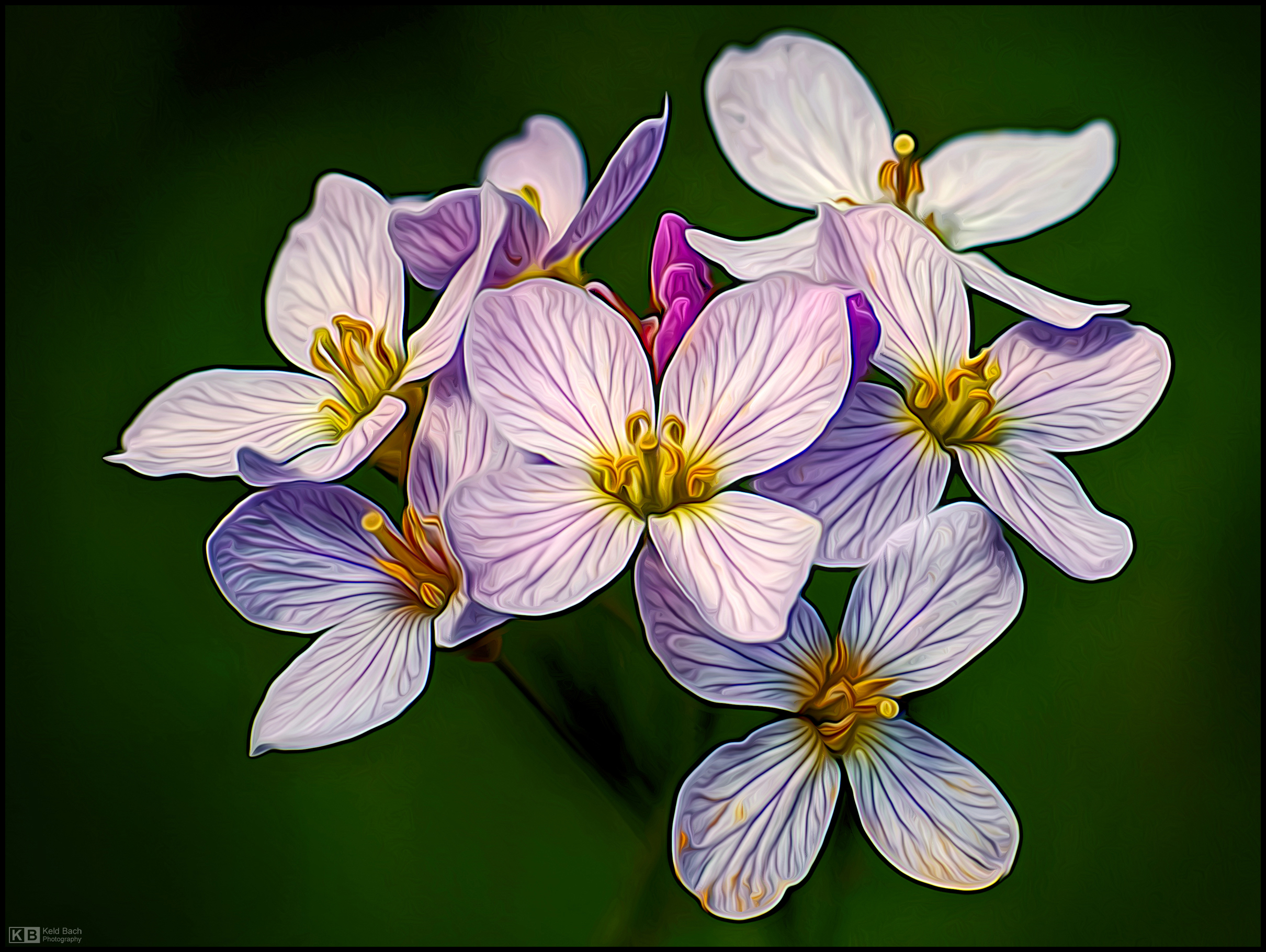 Painterly Cuckoo Flowers