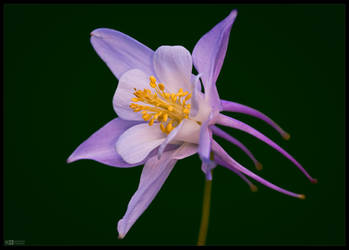 Pastel-Shaded Aquilegia