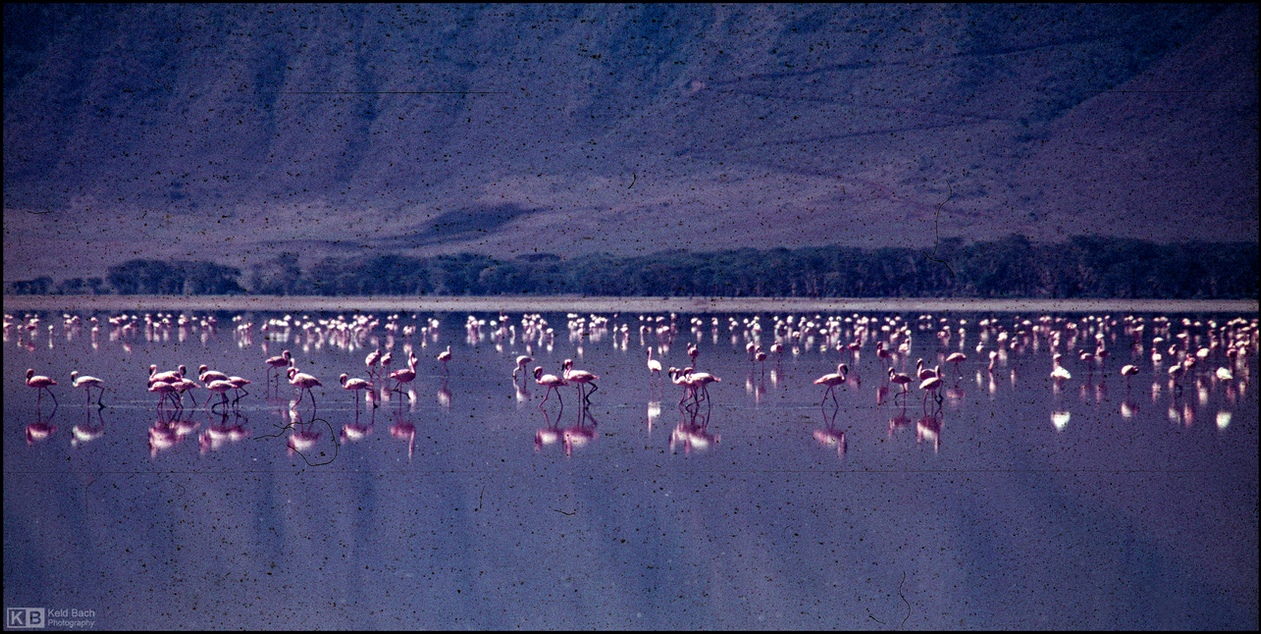 Flamingos at the Ngorongoro Crater