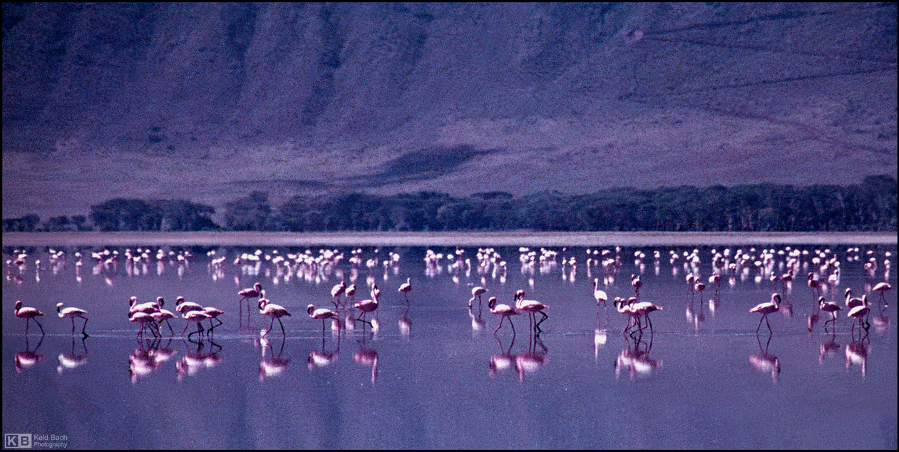 Flamingos at the Ngorongoro Crater