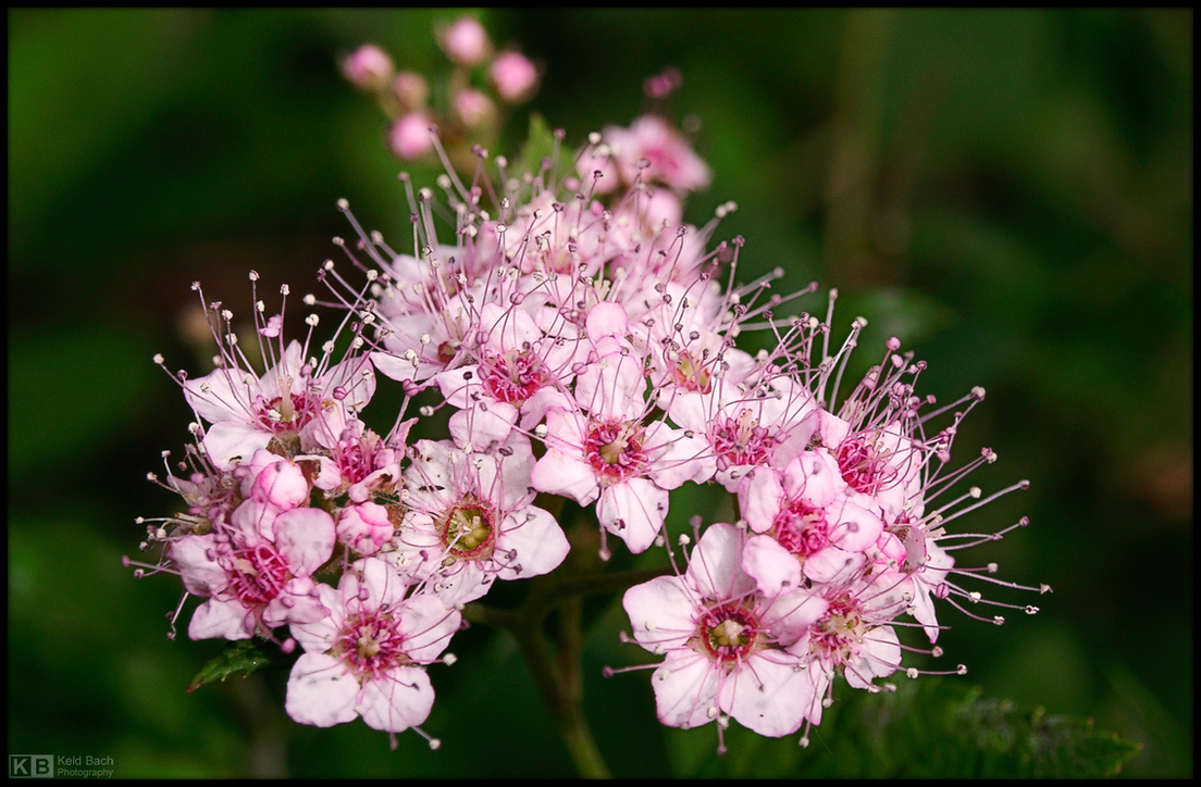 Sweet Rose Meadowsweet