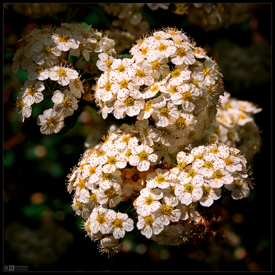 Little Princess Spirea