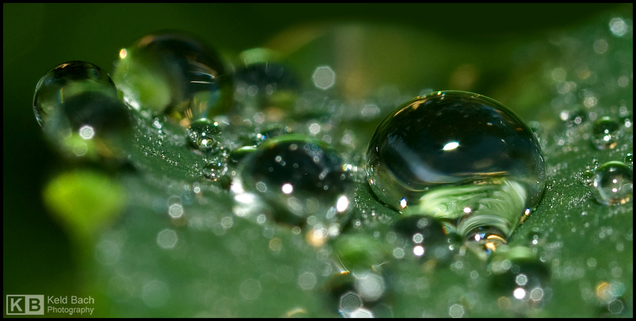 Into the Microcosmos World