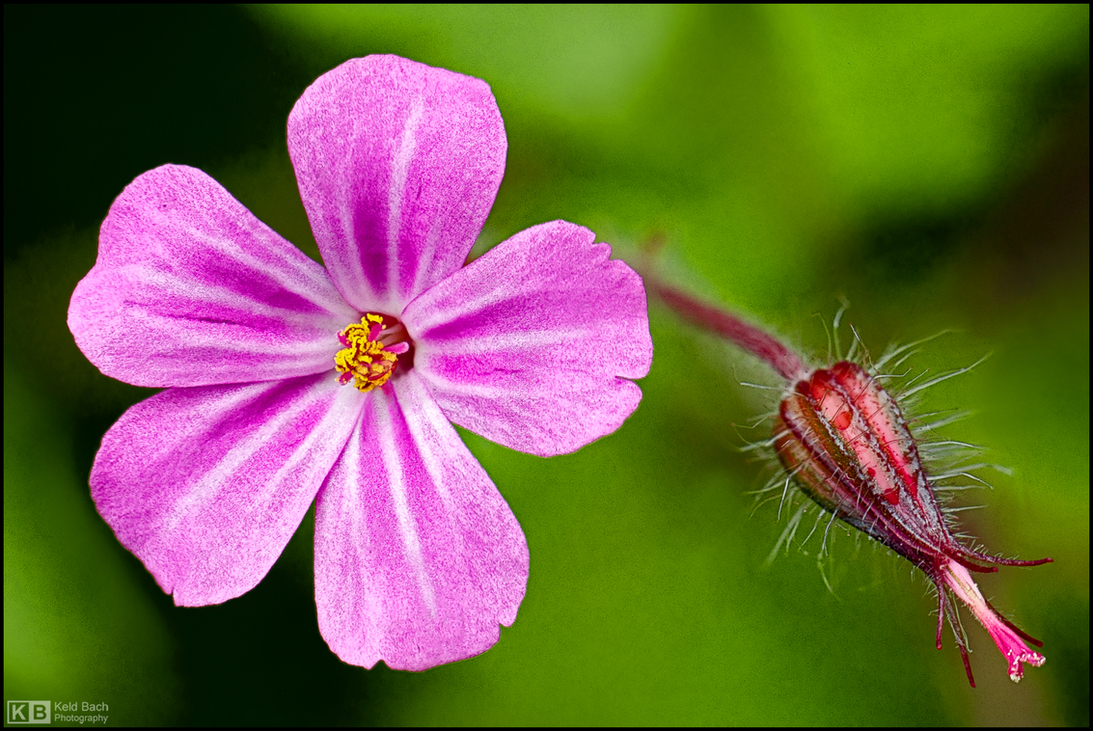 Roadside Geranium