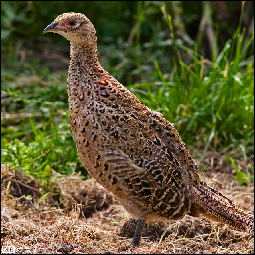 Mrs. Pheasant