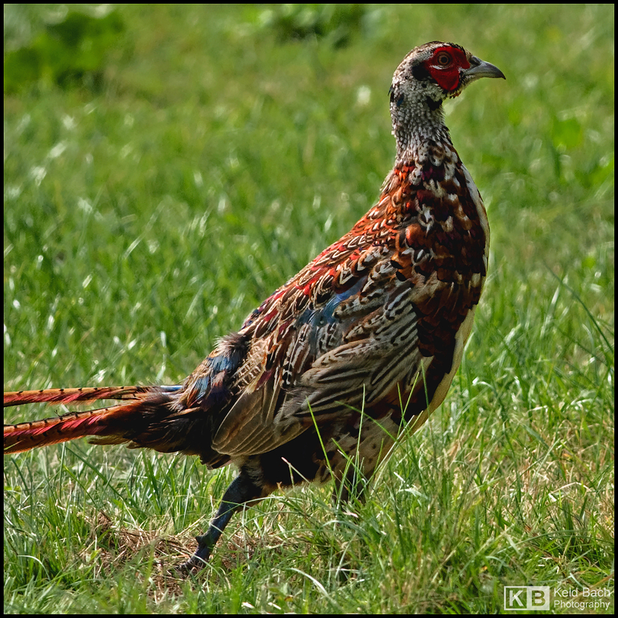 Mr. Pheasant in Square