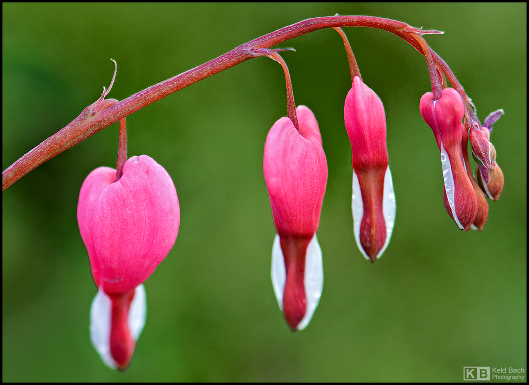Bleeding Hearts