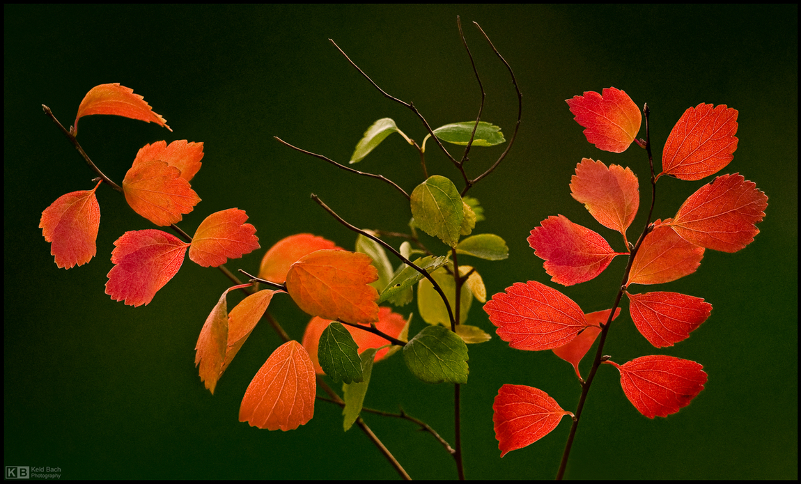 Autumn Princess