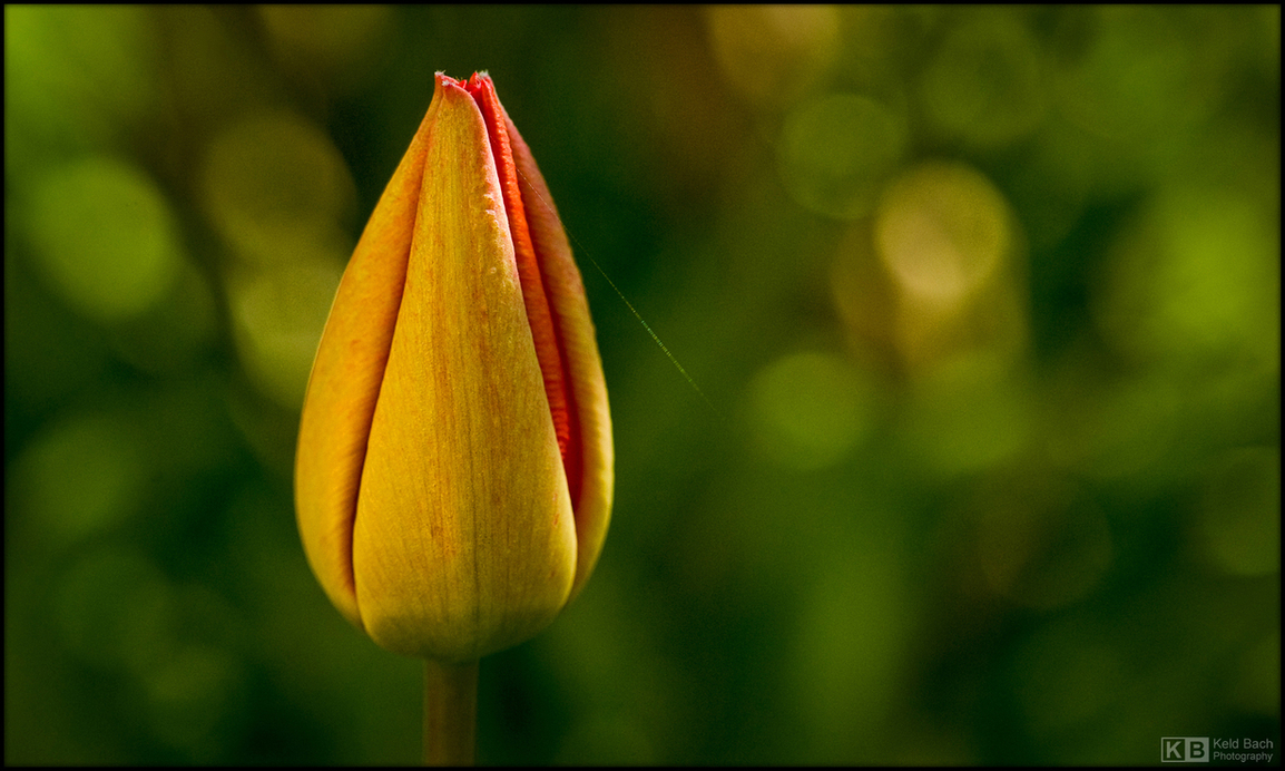 Time for the Tulips