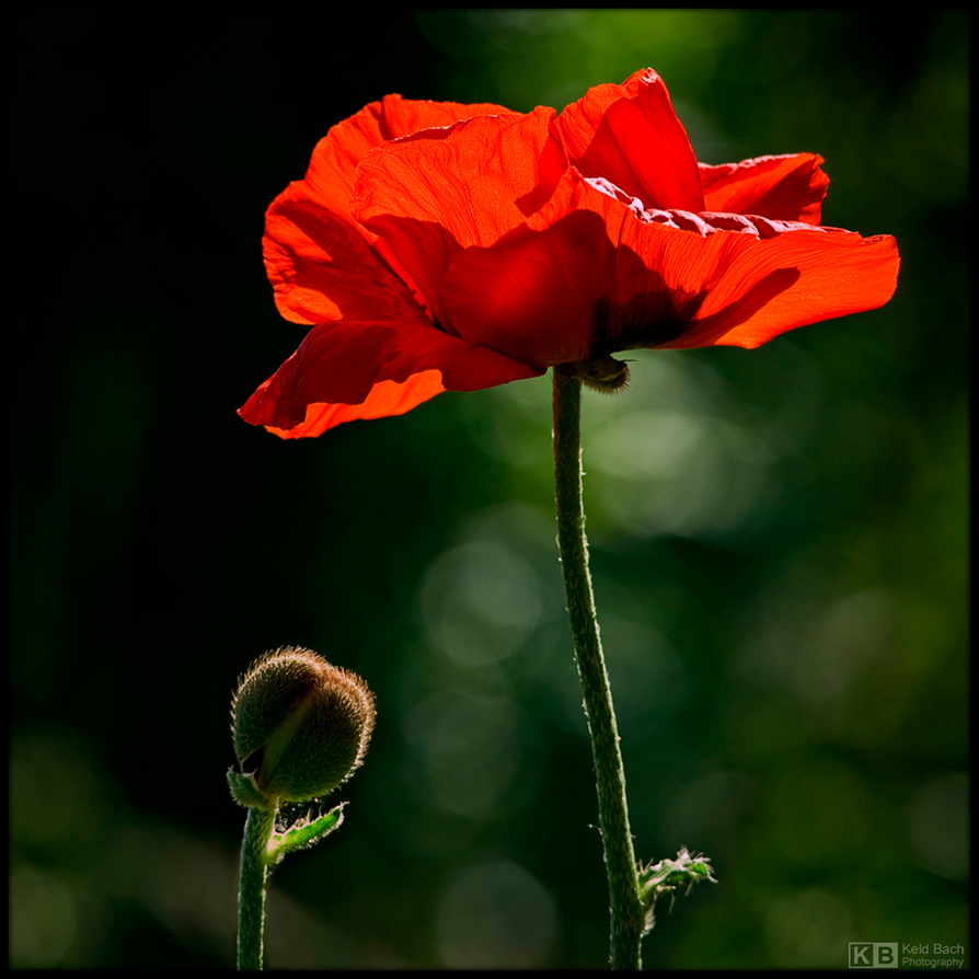Blooming Giant Poppy