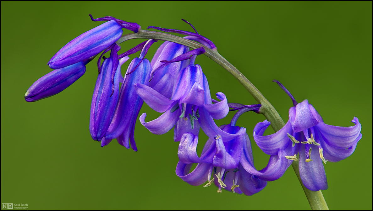 Bluebells on a String