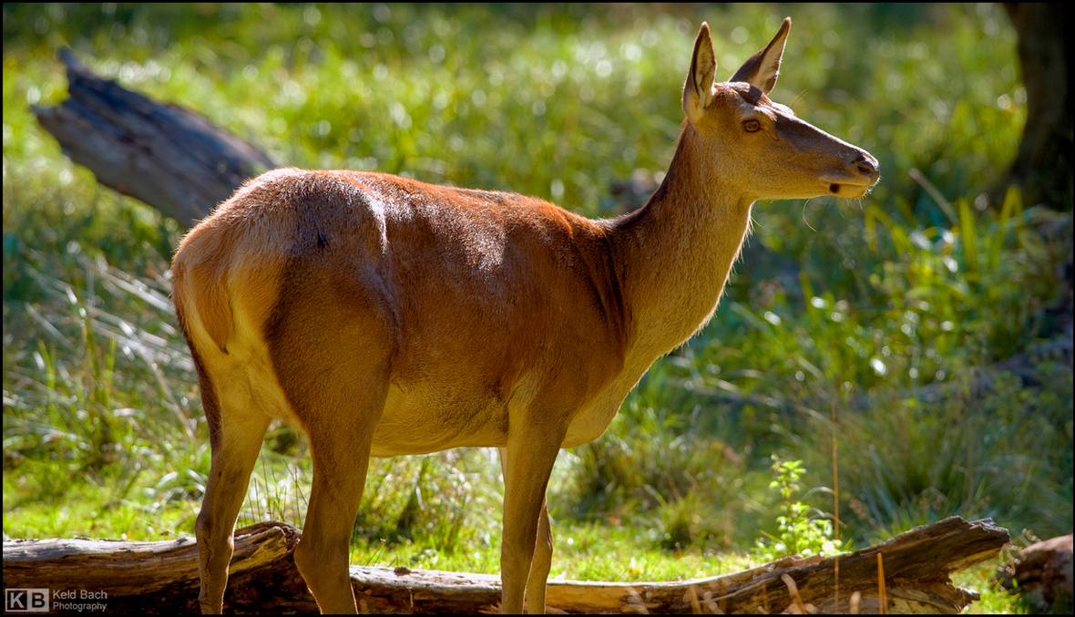 Queen of the Game Reserve